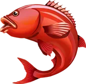 Huge Reds fish artwork